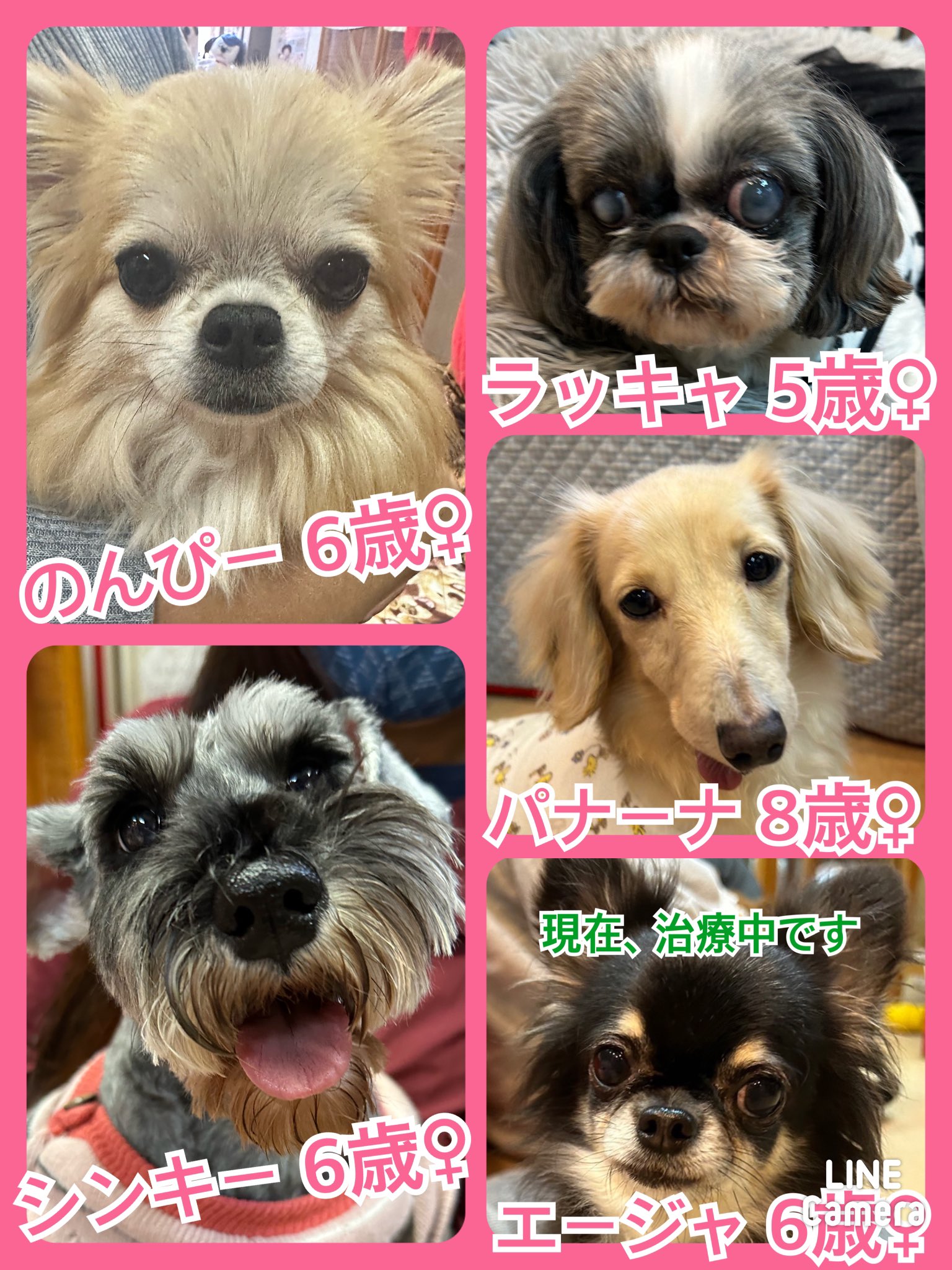 🐾今日の里親様募集中ワンコ🐶メンバーです🐾2023,12,10【保護犬カフェ天神橋店】